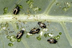 Flea Beetles 1