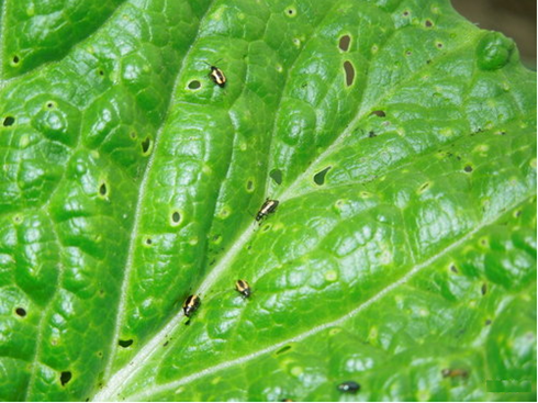 Flea Beetles 2.jpg