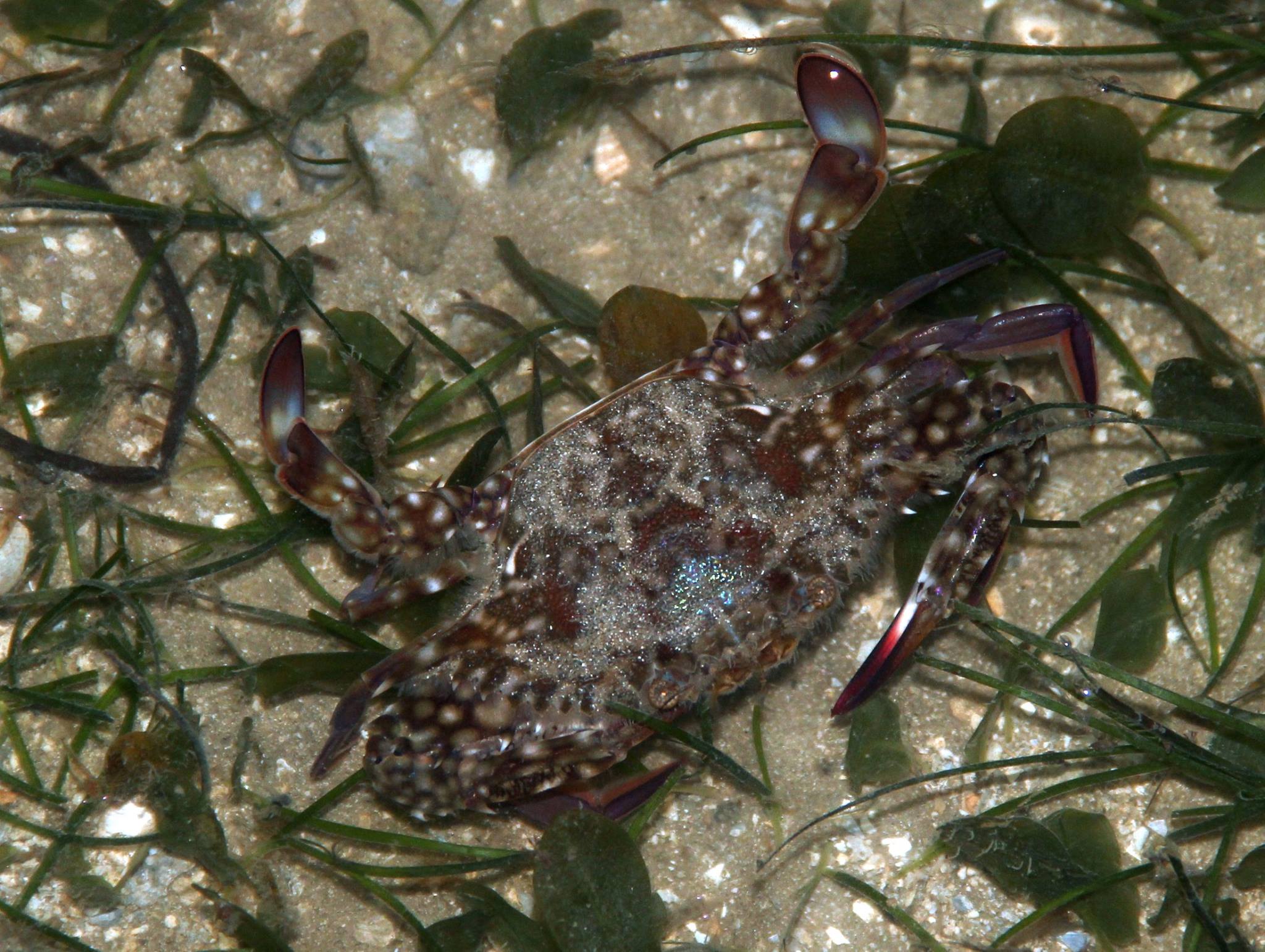 Flower Crab (credit Jonathan Tan)