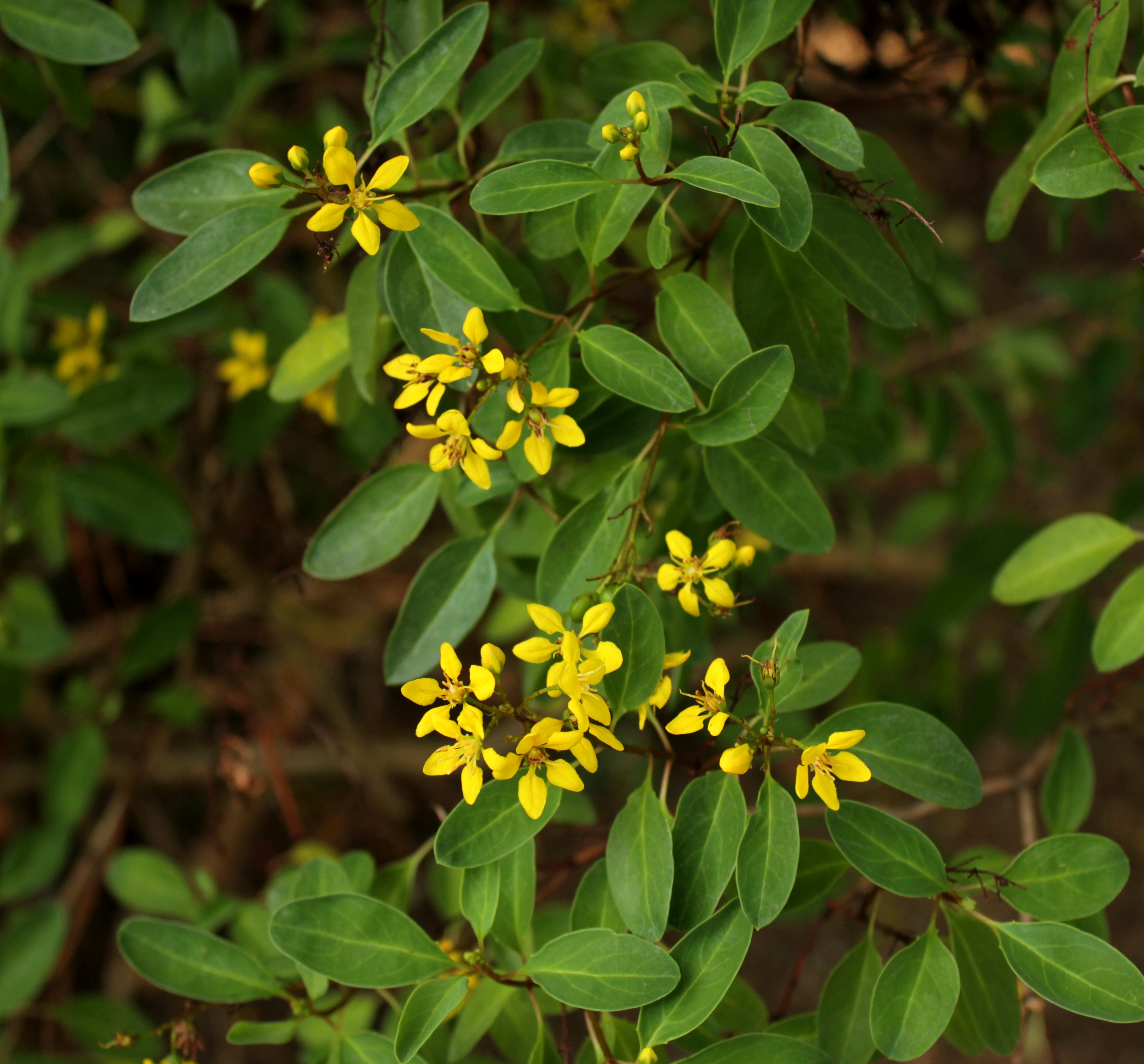 Galphimia glauca_1_ Arthur Ng_ flower