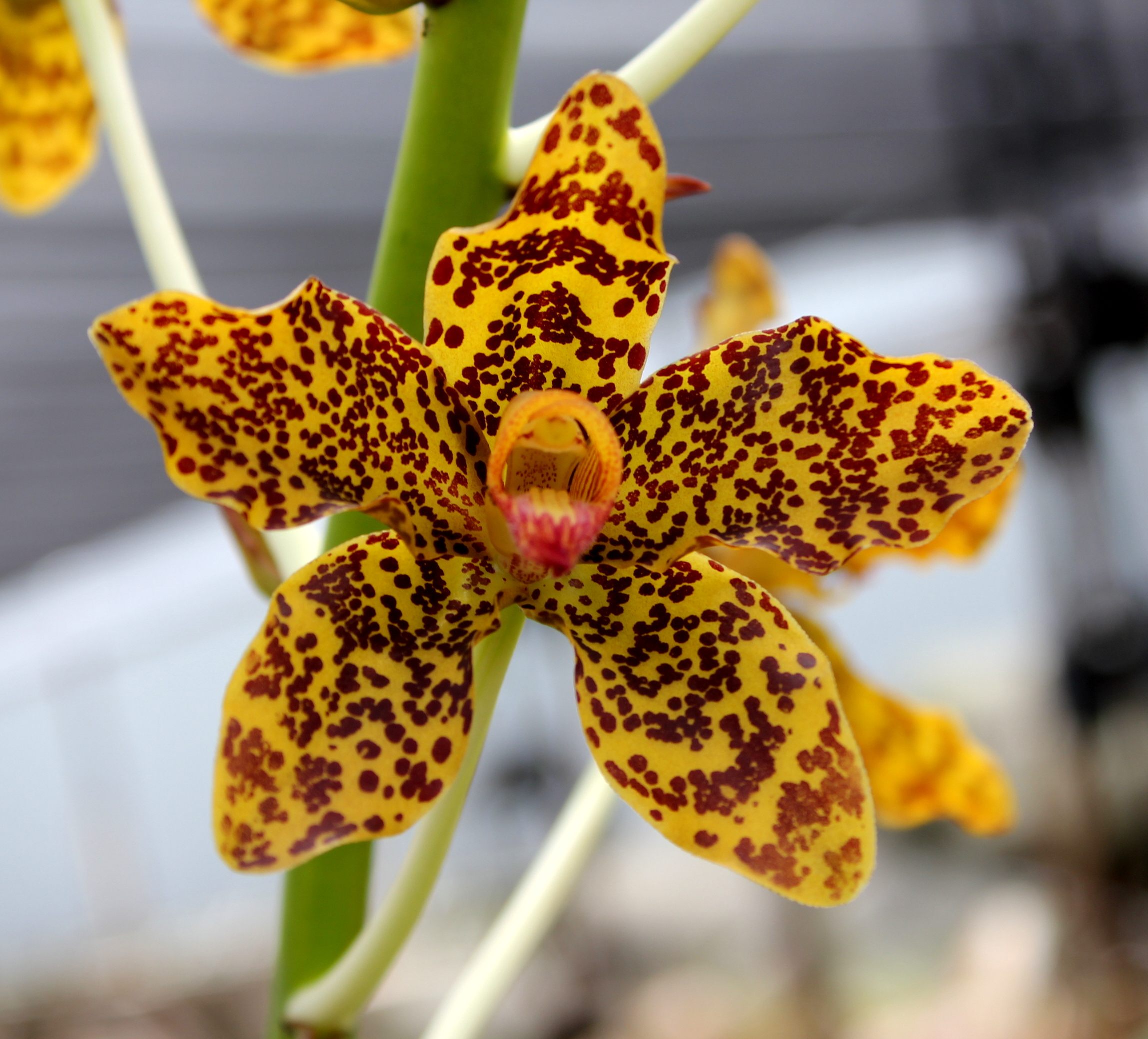 Grammatophyllum speciosum_ 6_ Jane Li_ flower