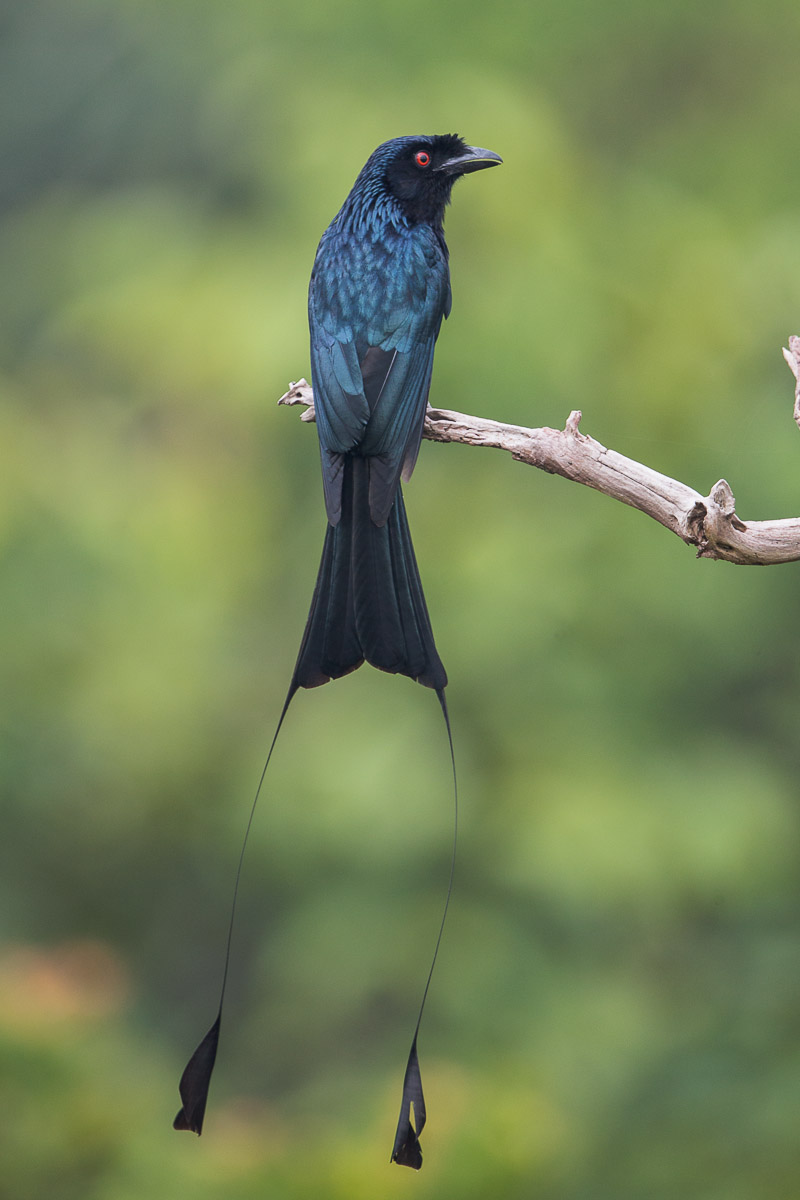 Greater Racket-tailed Drongo-FY1X0381-106EOS1D-130328