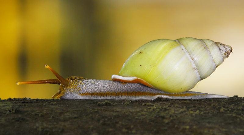 Green Tree Snail_Cai Yi Xiong