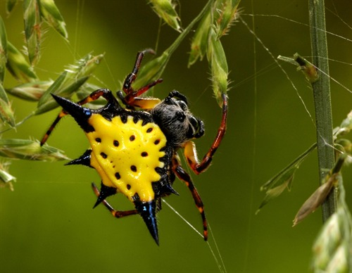 Hasselt Spiny Spider (Cai Yixiong)