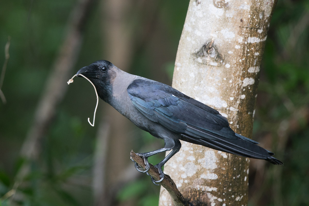 House Crow-FY5S9313-101EOS5D-160103