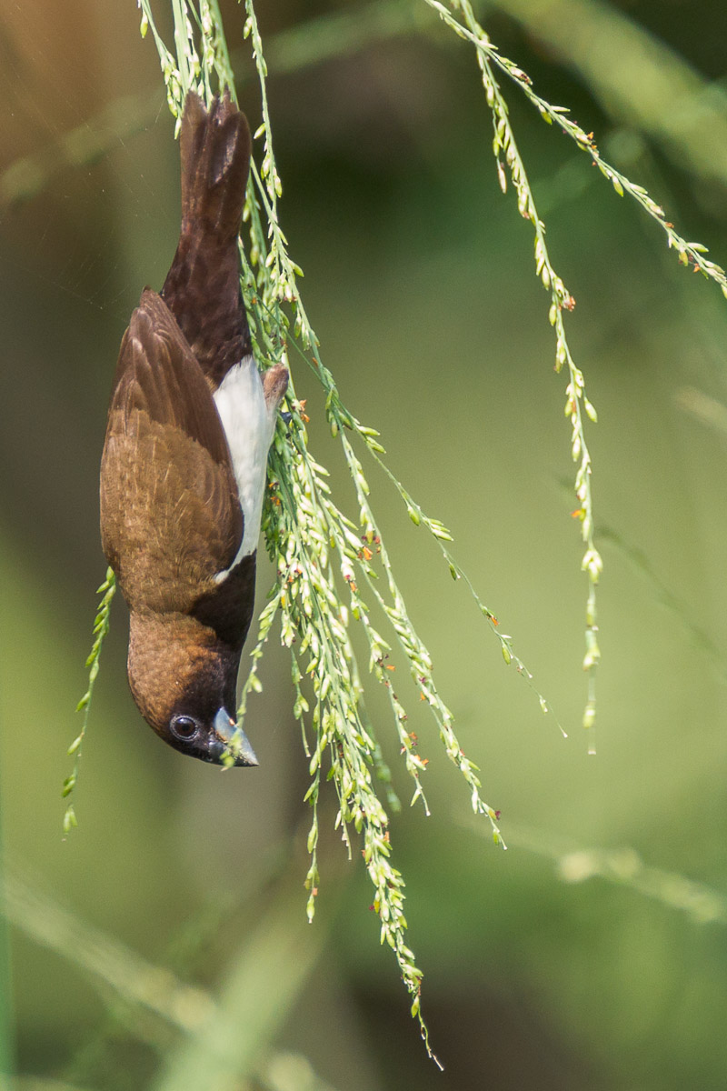 Javan Munia-FYAP1732-103EOS1D-110601