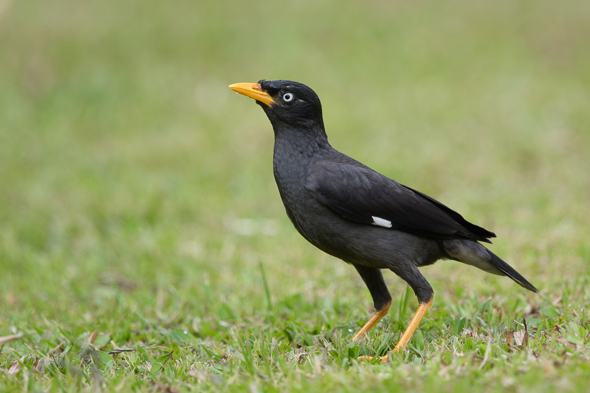 Javan Myna-FY5S0778-100EOS5D-150626