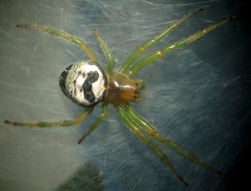 Kidney Garden Spider (Cai Yixiong)