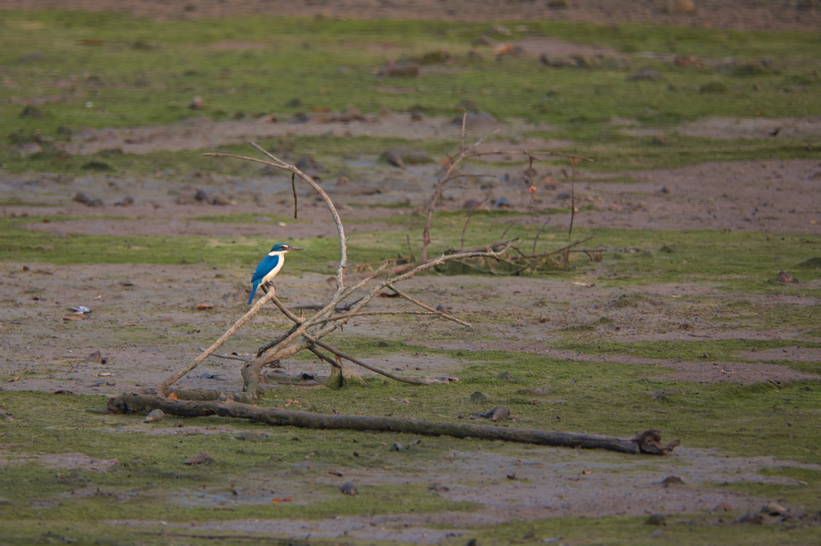 Kingfisher