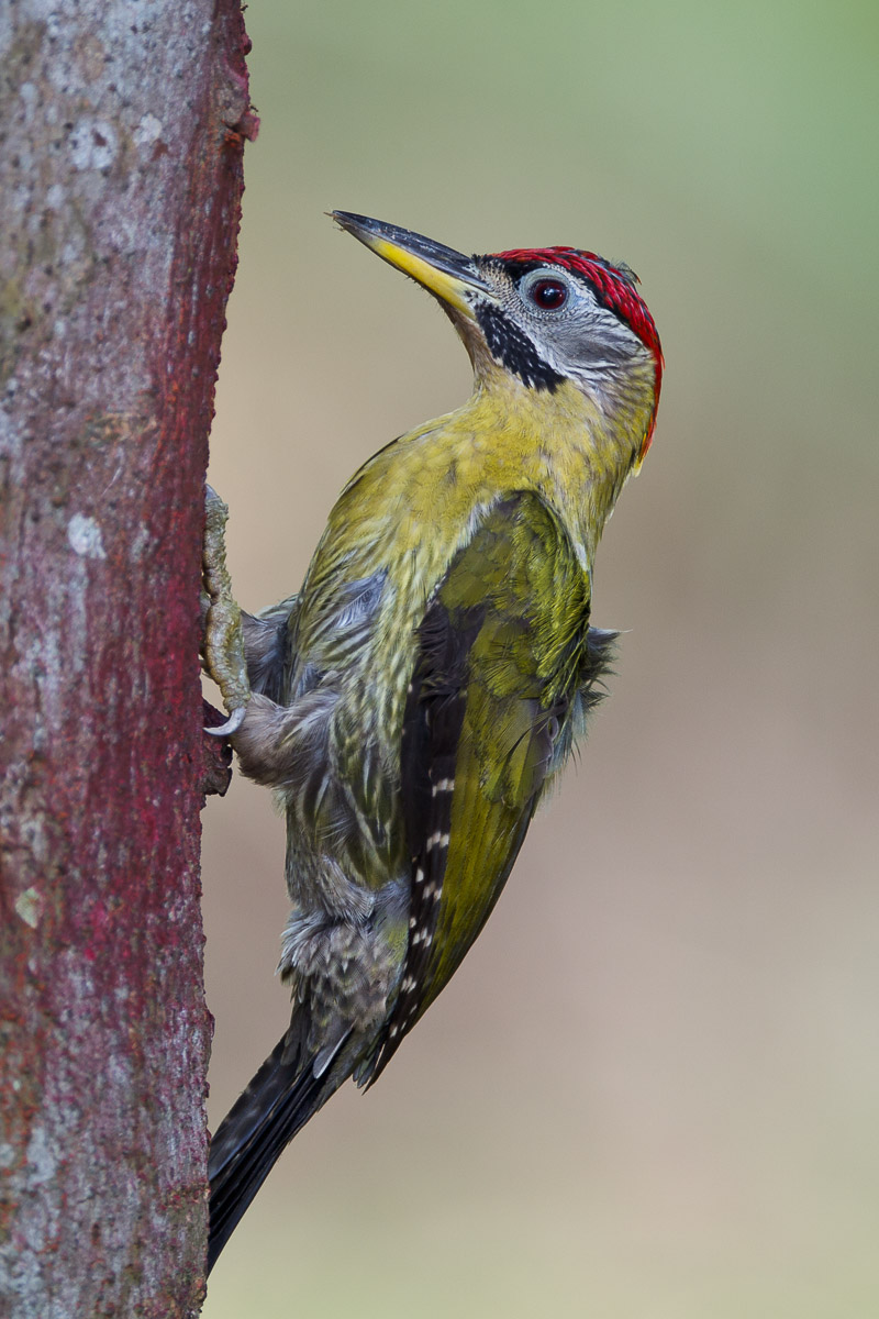 Laced Woodpecker-FYAP7814-100EOS1D-110306