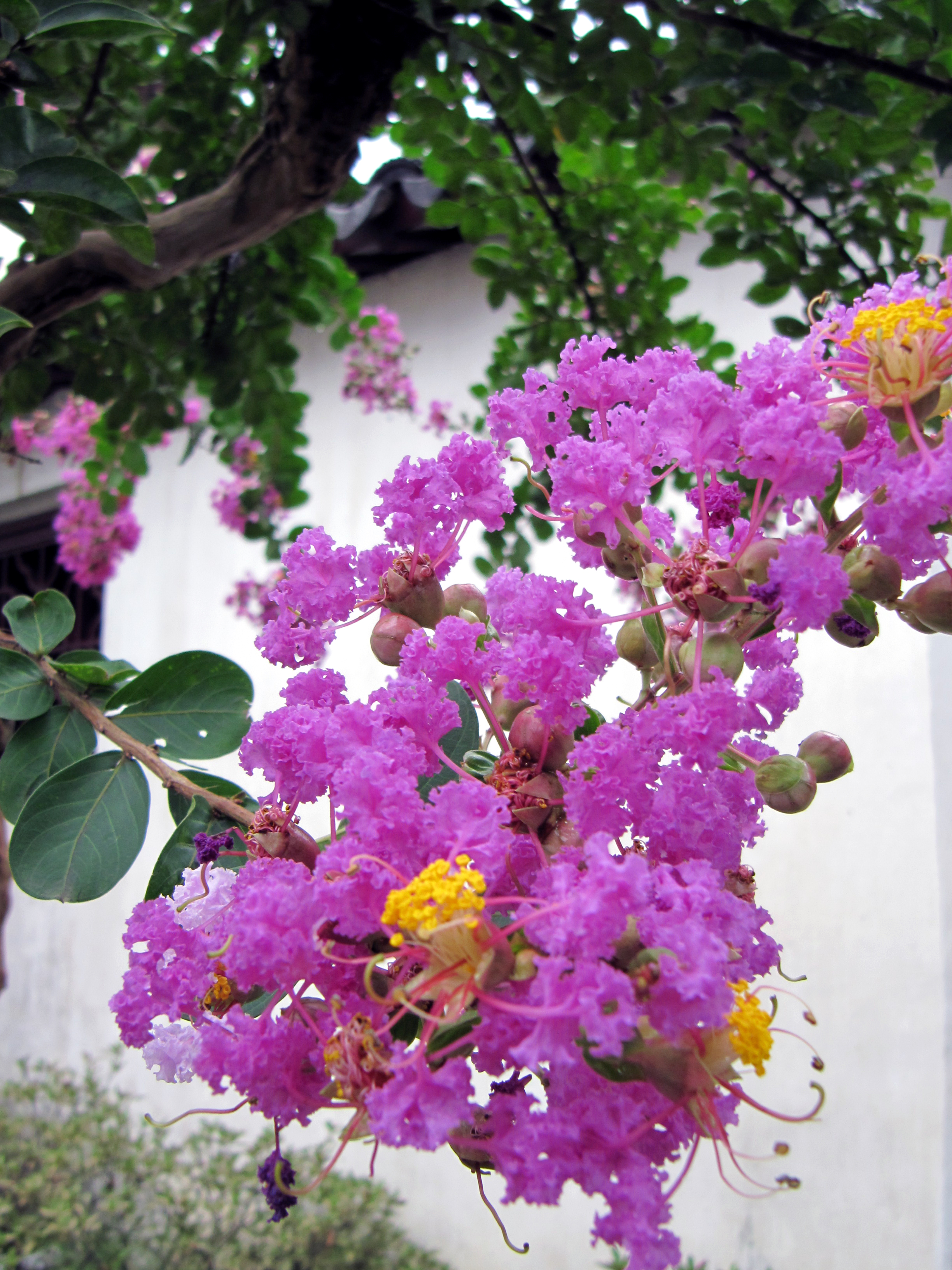 Lagerstroemia indica_Vicky Lim