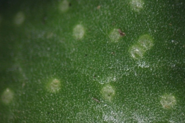 Leaf miners1