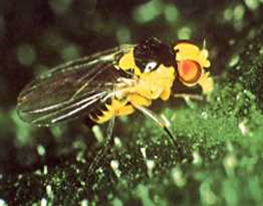 Leaf miners2.jpg