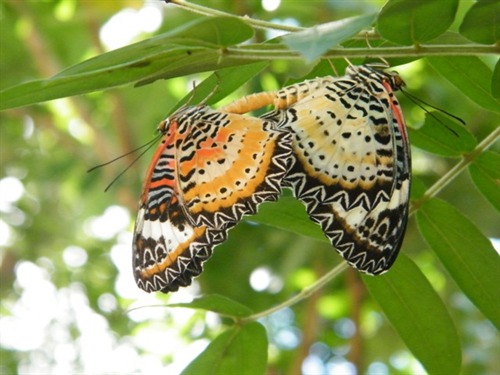 leopard lacewing_Gary Chua