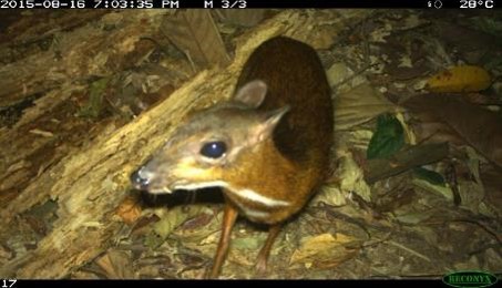 Lesser Mousedeer