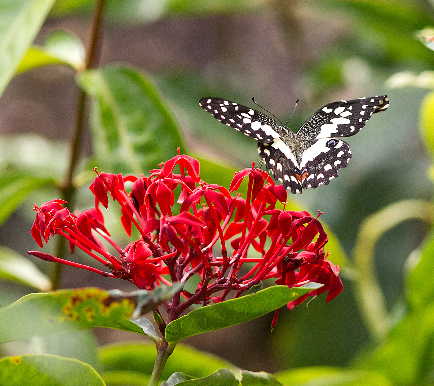 Lime butterfly on ixora super king