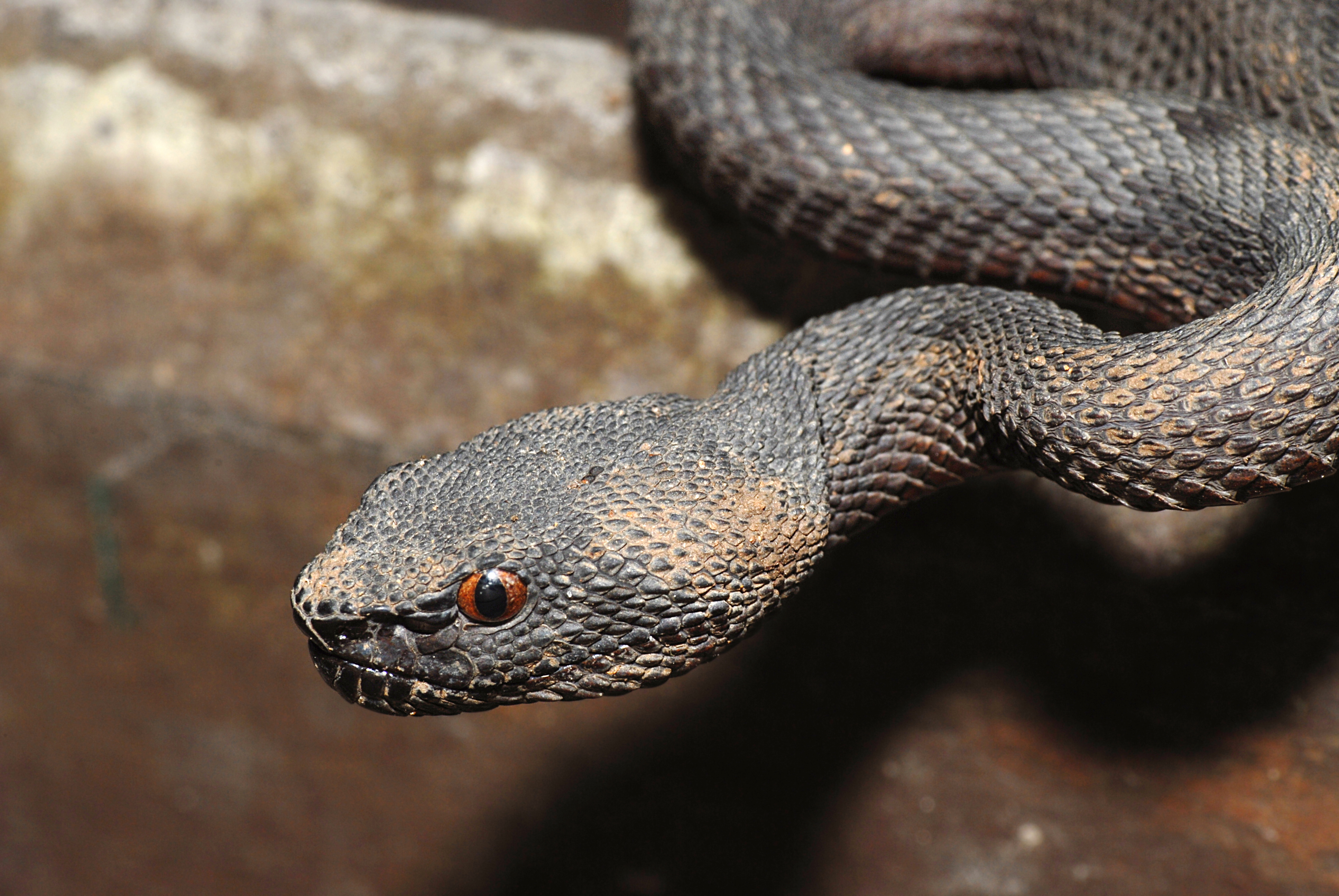 Mangrove Pit-viper_Cai Yi Xiong