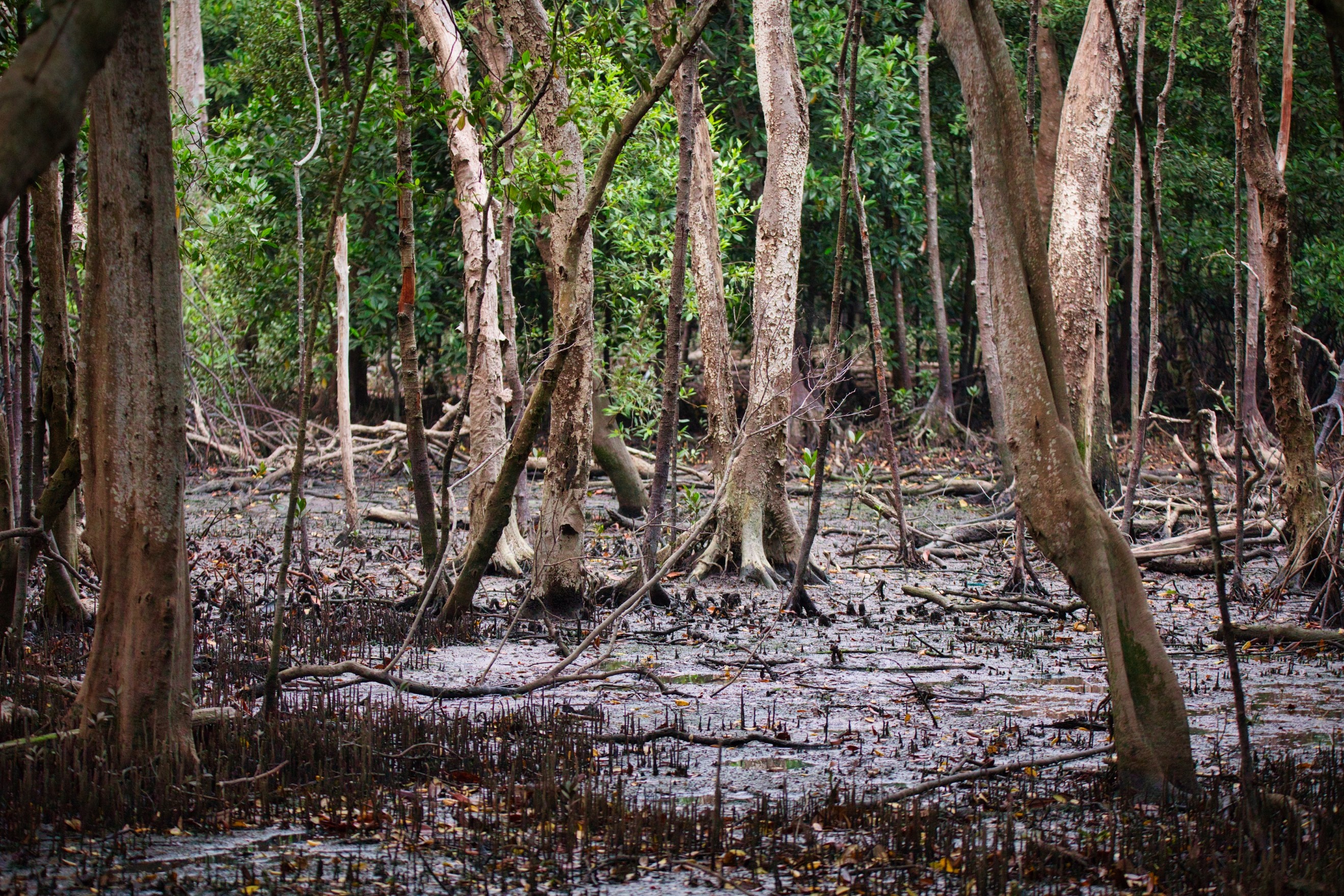 Mangroves