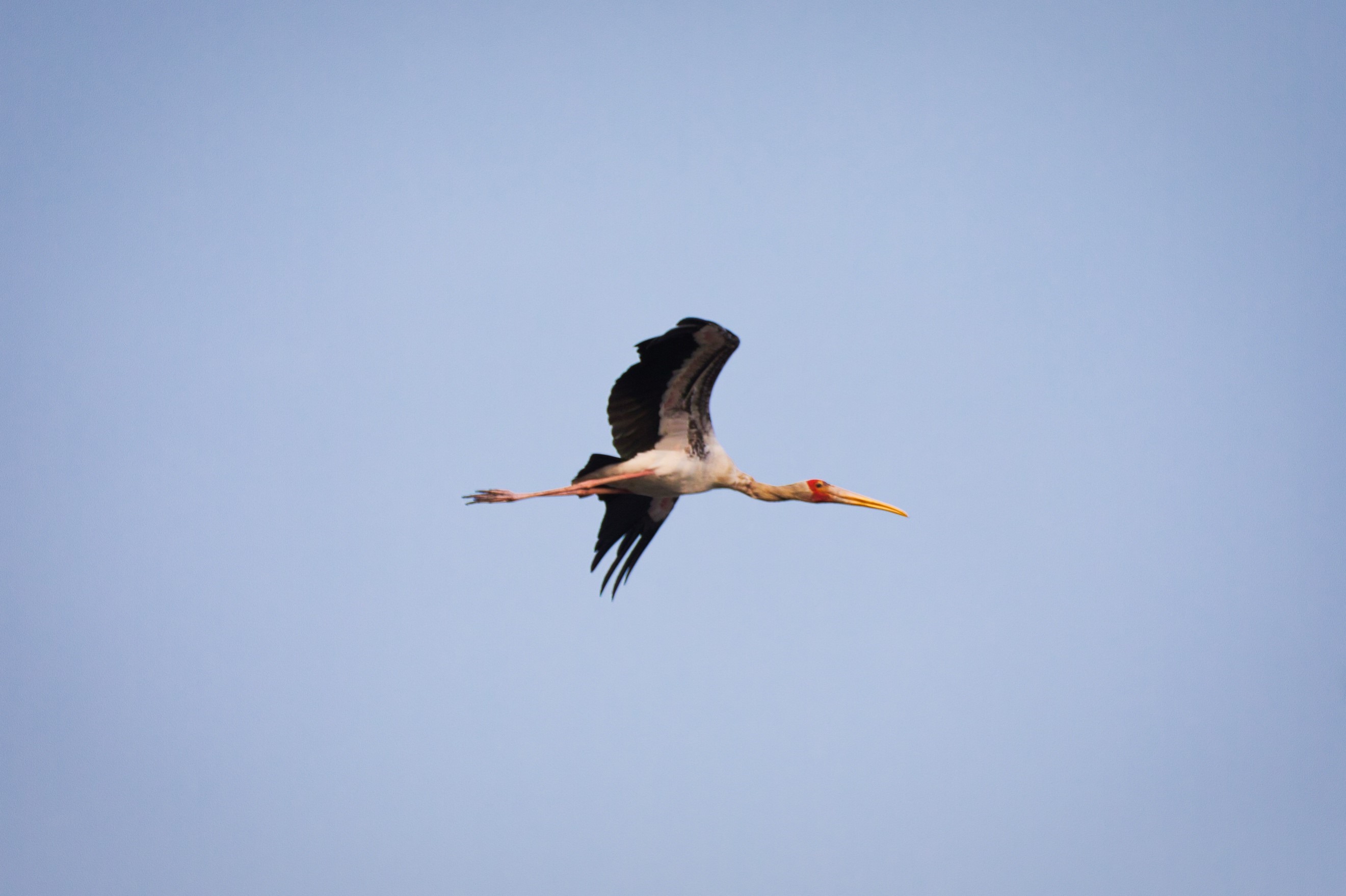 Milky Stork