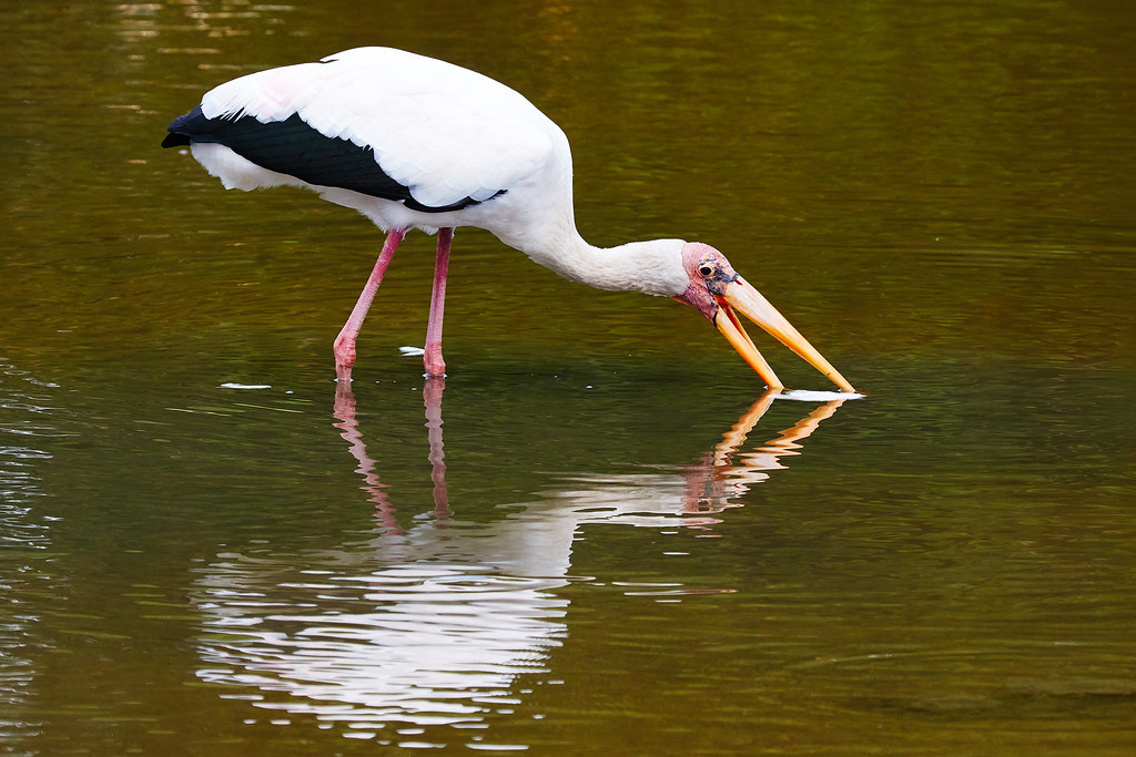 Milky Stork_Melvin Yap