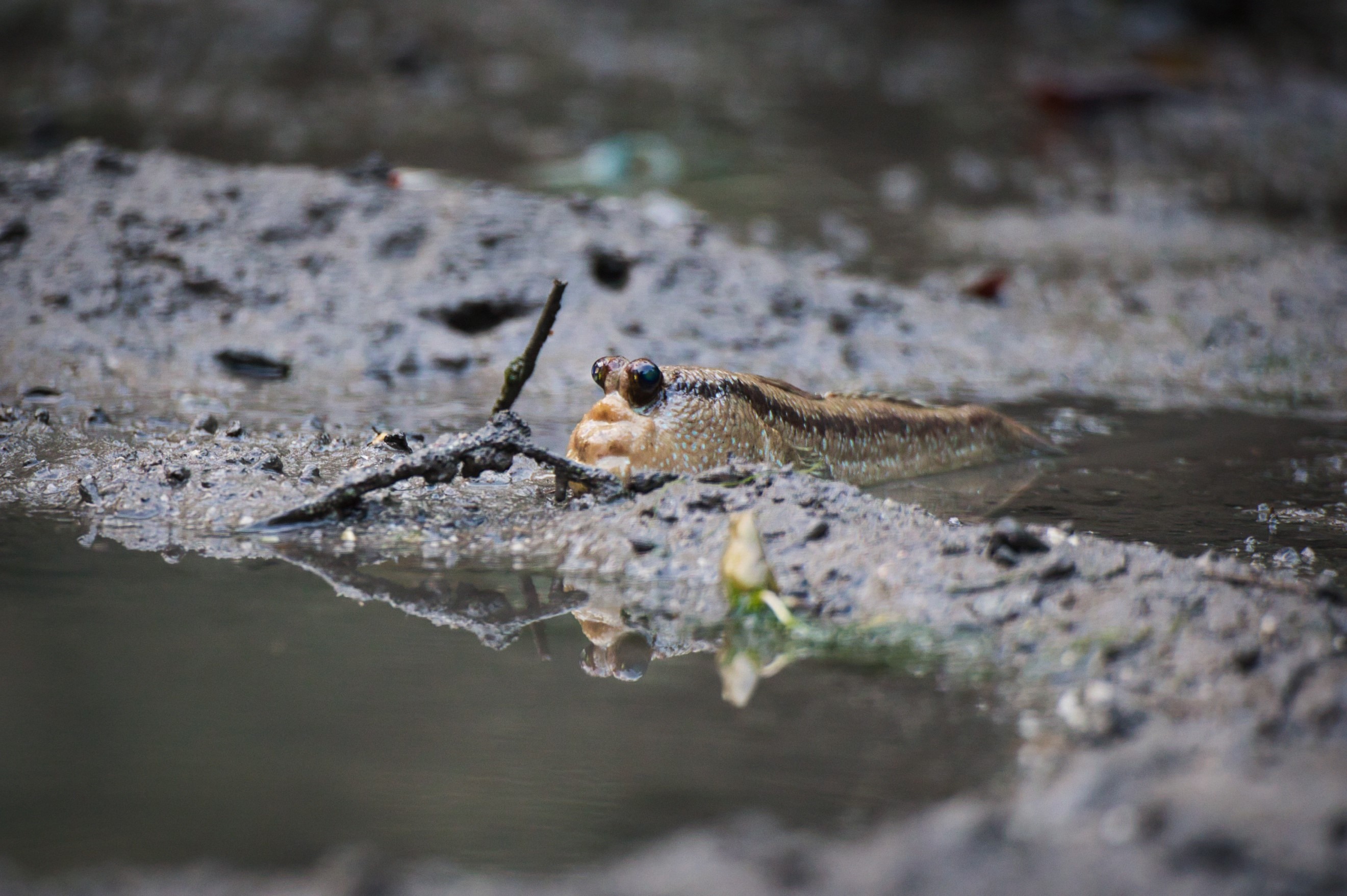 Mudskipper