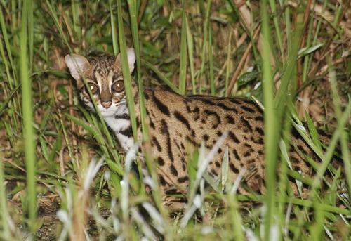 Norman Lim_Leopard Cat