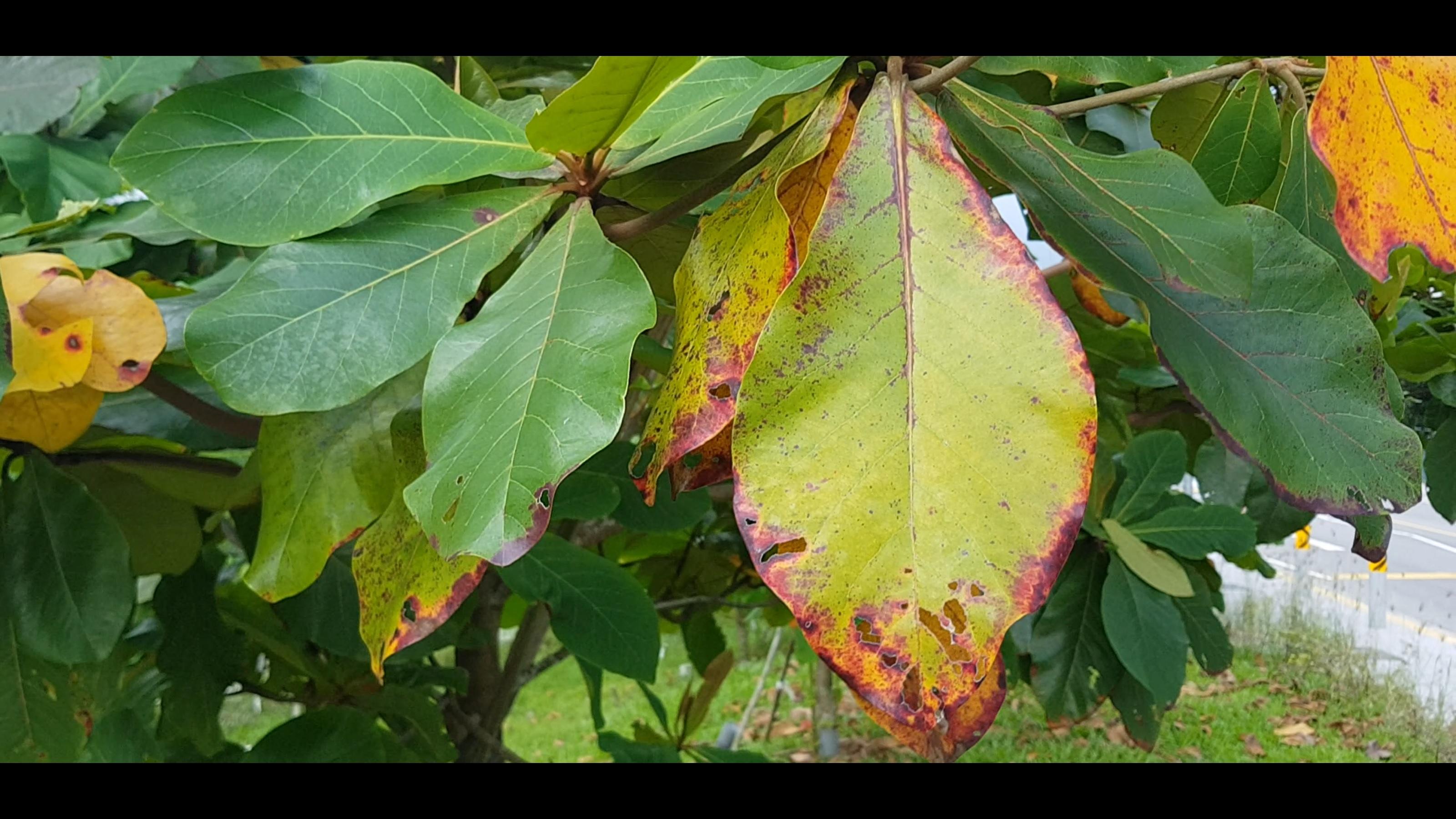 Nutrient Deficiency - Potassium