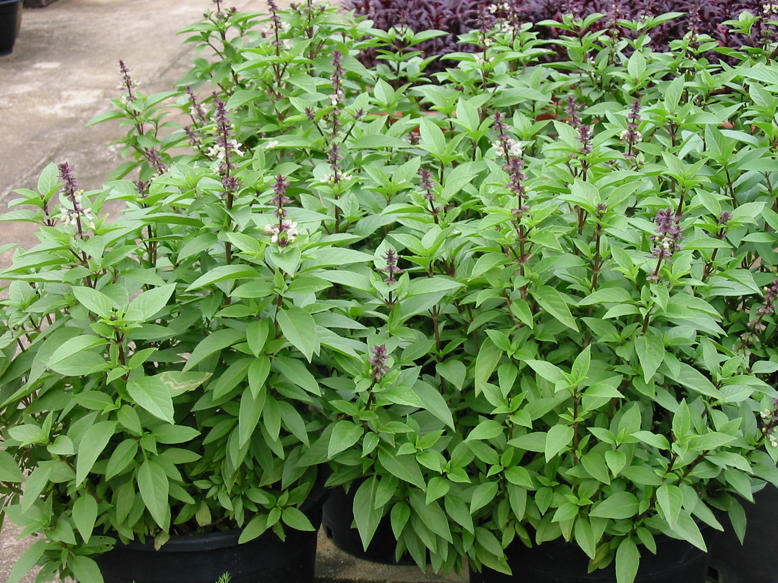 Ocimum basilicum_ plant_ Boo Chih Min