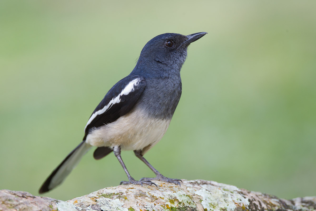 Oriental Magpie-Robin-FYAP6041-101EOS1D-110401