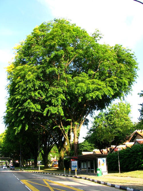 Pterocarpus indicus_Keneric Ng Wei Sheng