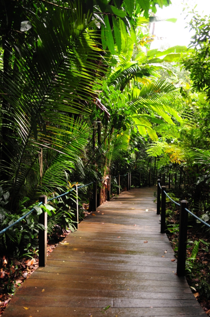 Rainforest boardwalk