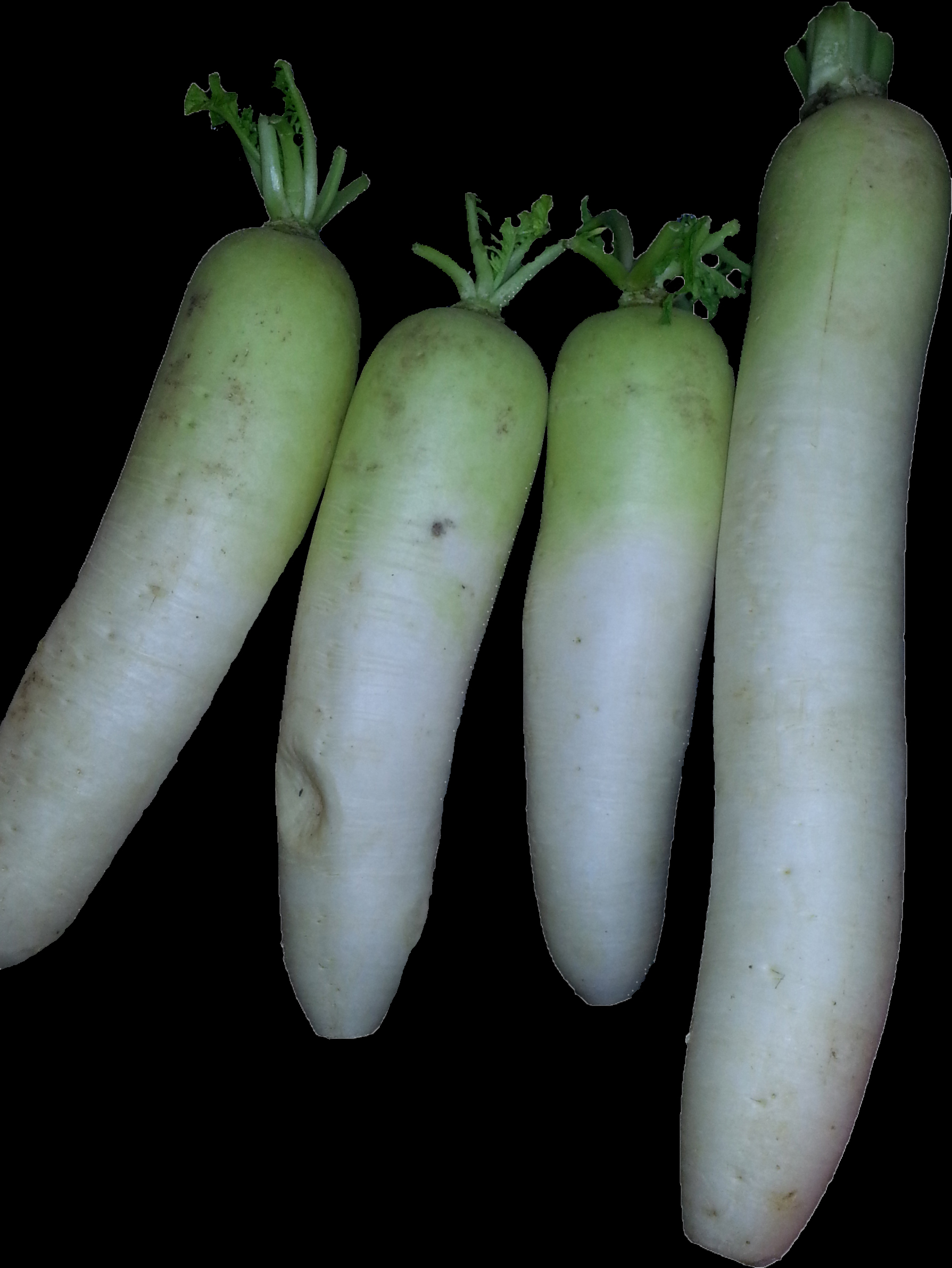 Raphanus sativus var. sativus (white daikon) Jane Li (1)