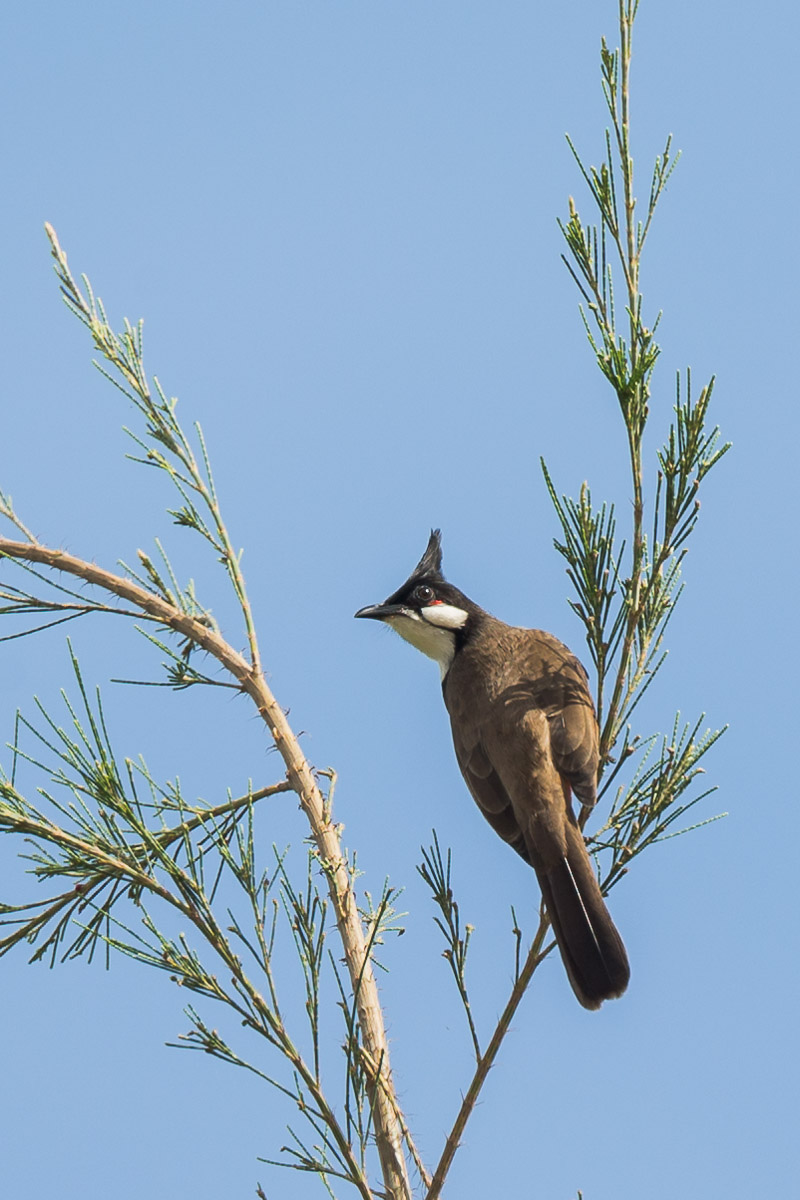 Red-whiskered Bulbul-FY1X7908-104EOS1D-121216