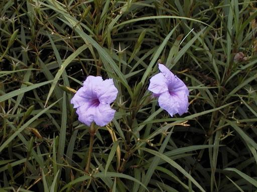 Ruellia simplex_Boo Chih Min