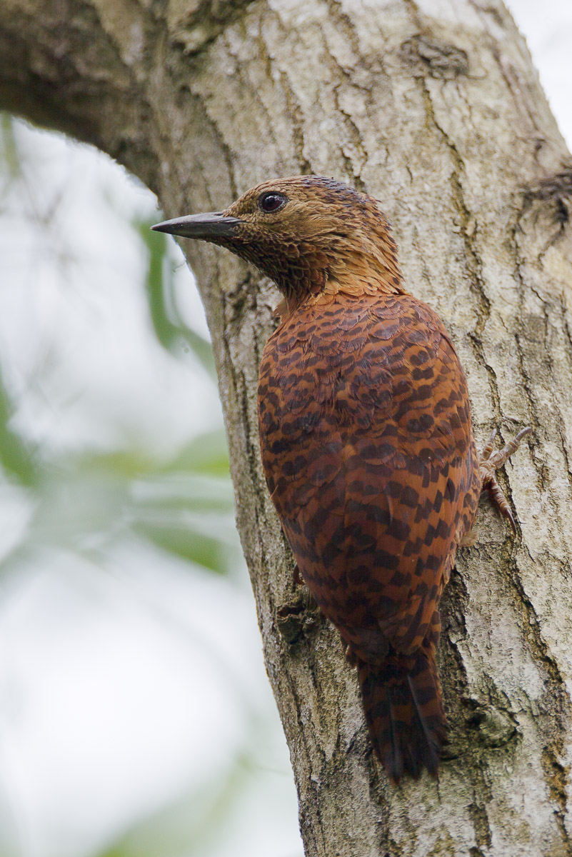 Rufous Woodpecker-FYAP9165-100EOS1D-110312