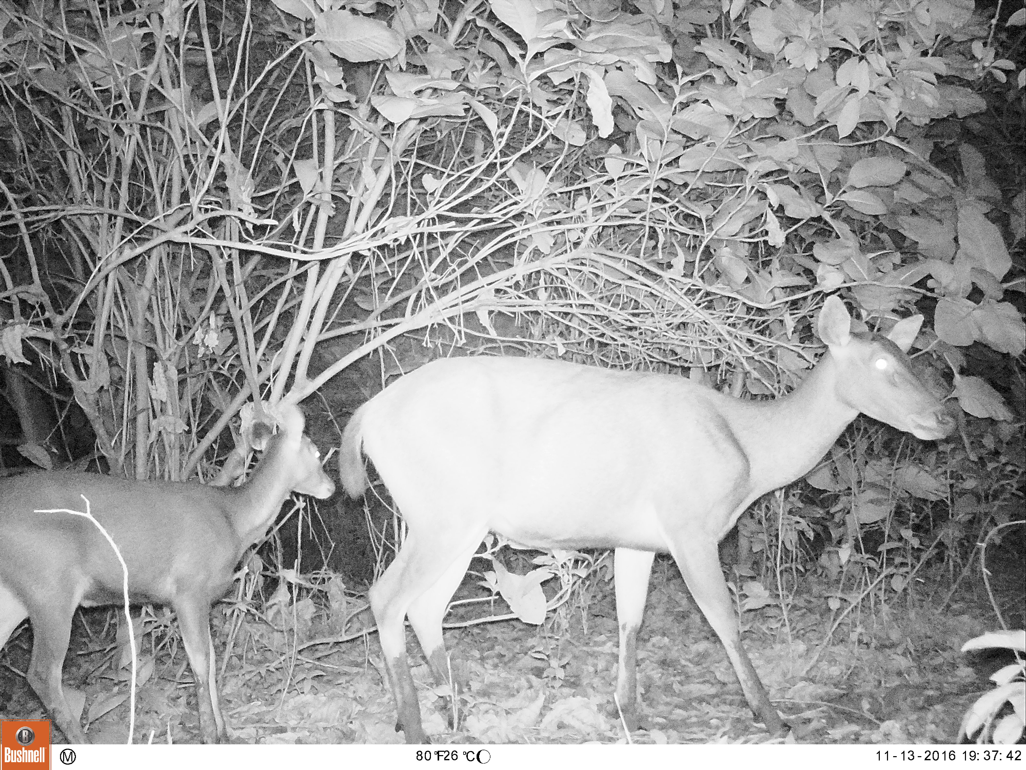 Sambar deer_camera trap