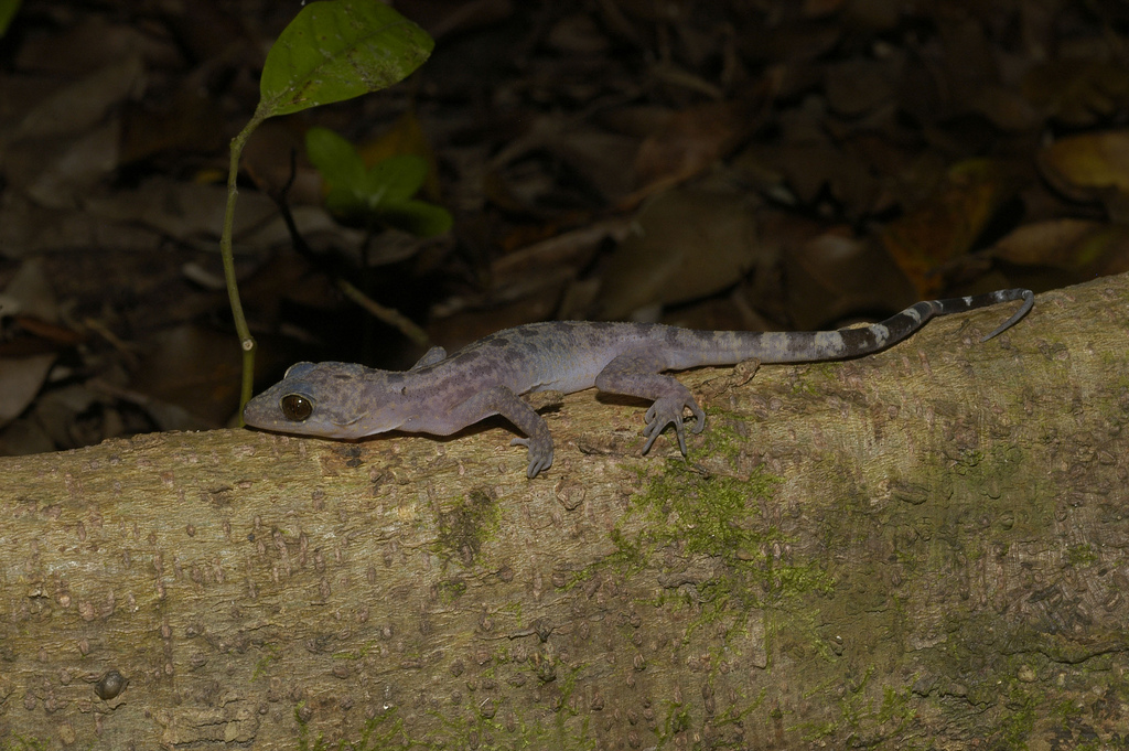 Singapore Bent-toed Gecko_Alex Figueroa