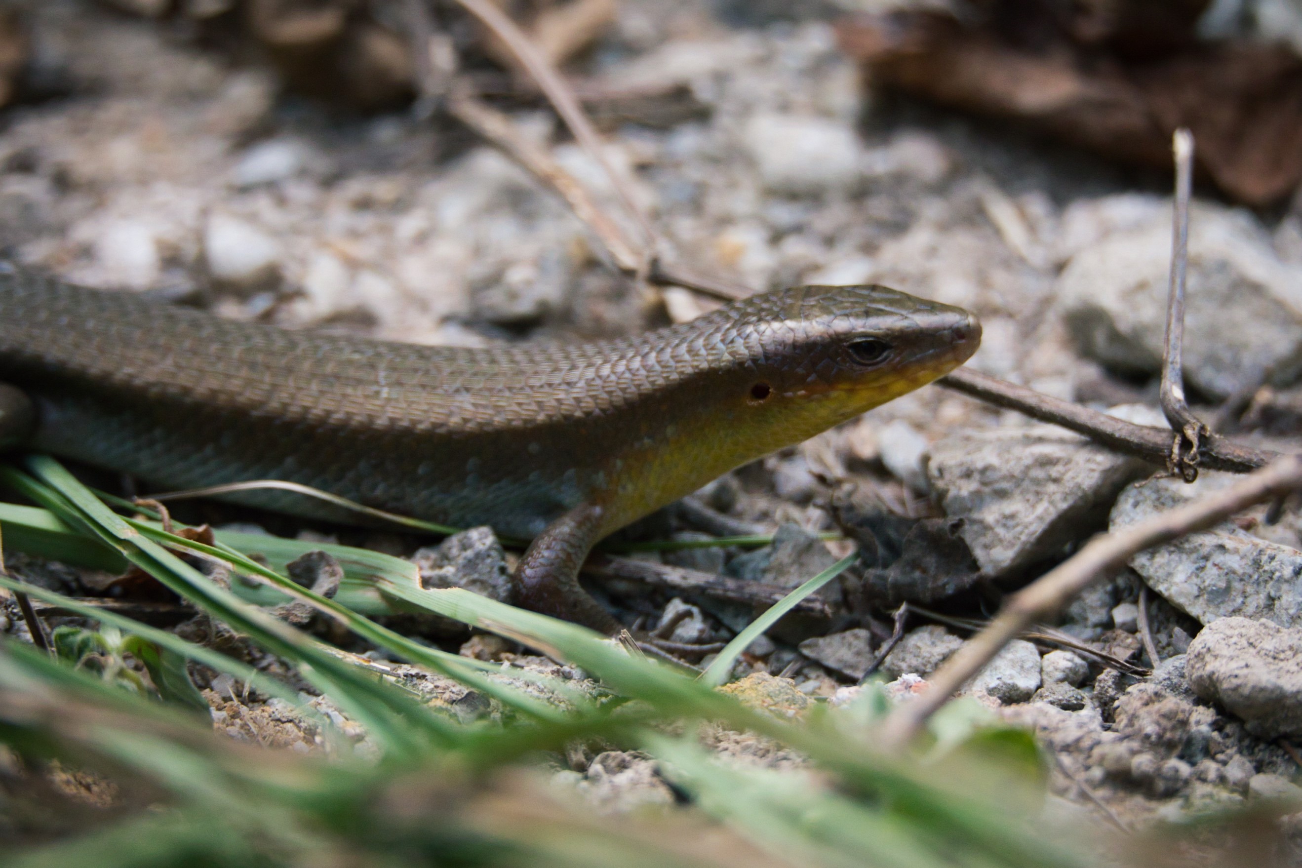 Skink