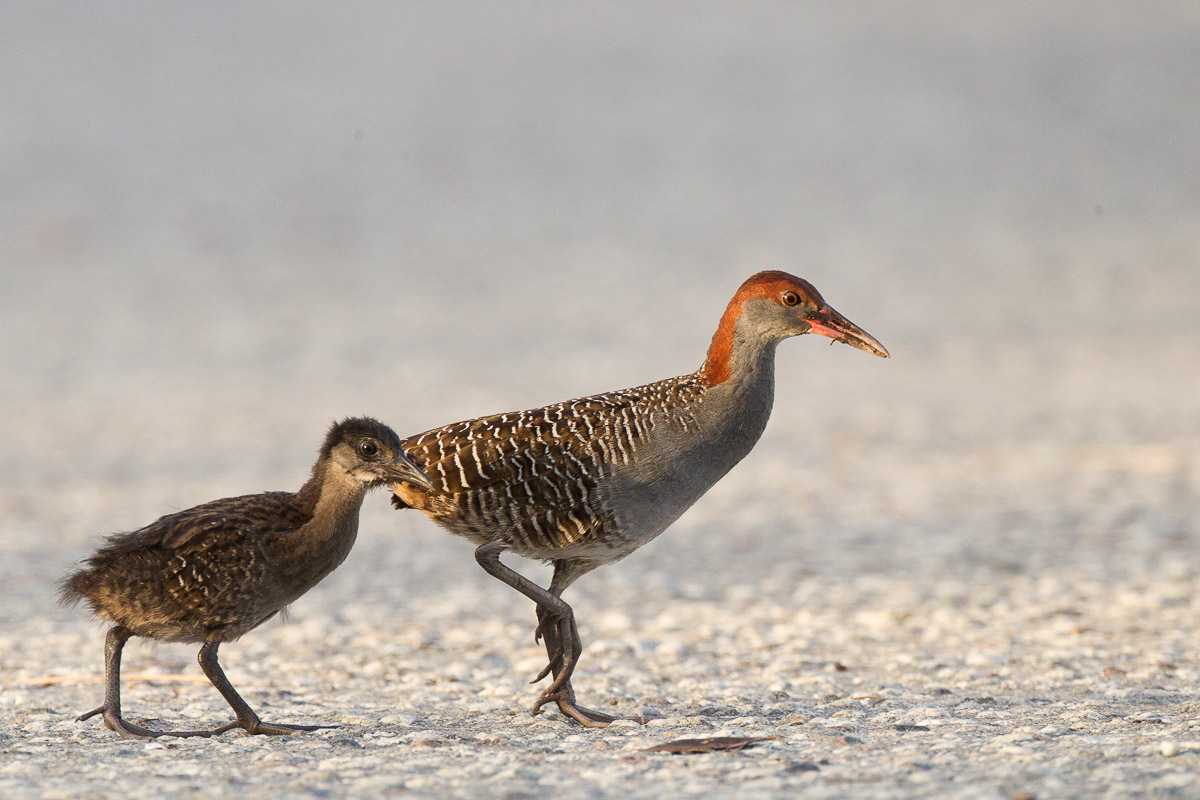 Slaty-breasted Rail-FYAP9817-103EOS1D-110701