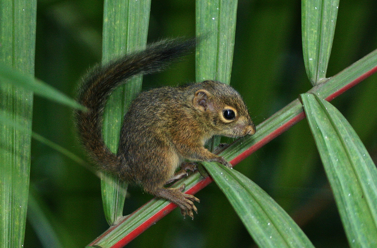 Slender squirrel__Robert Teo