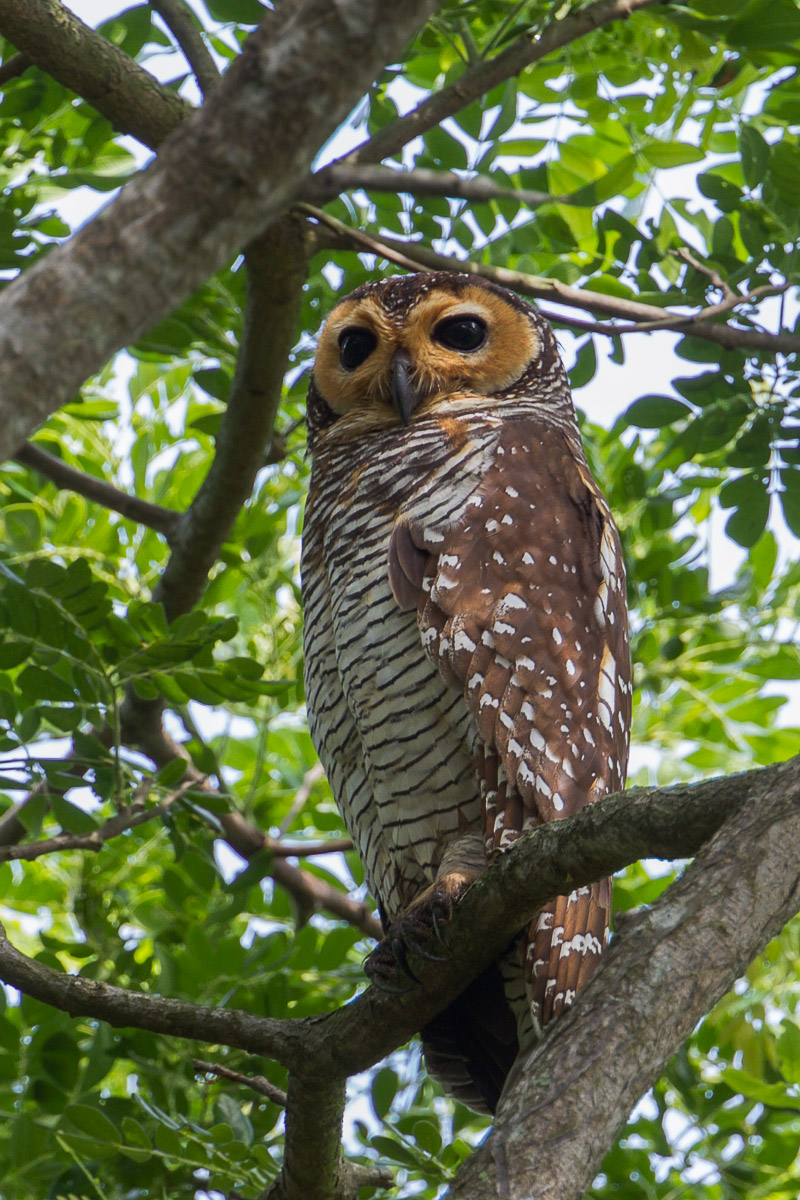 Spotted Wood Owl-FYAP3336-114EOS1D-140406