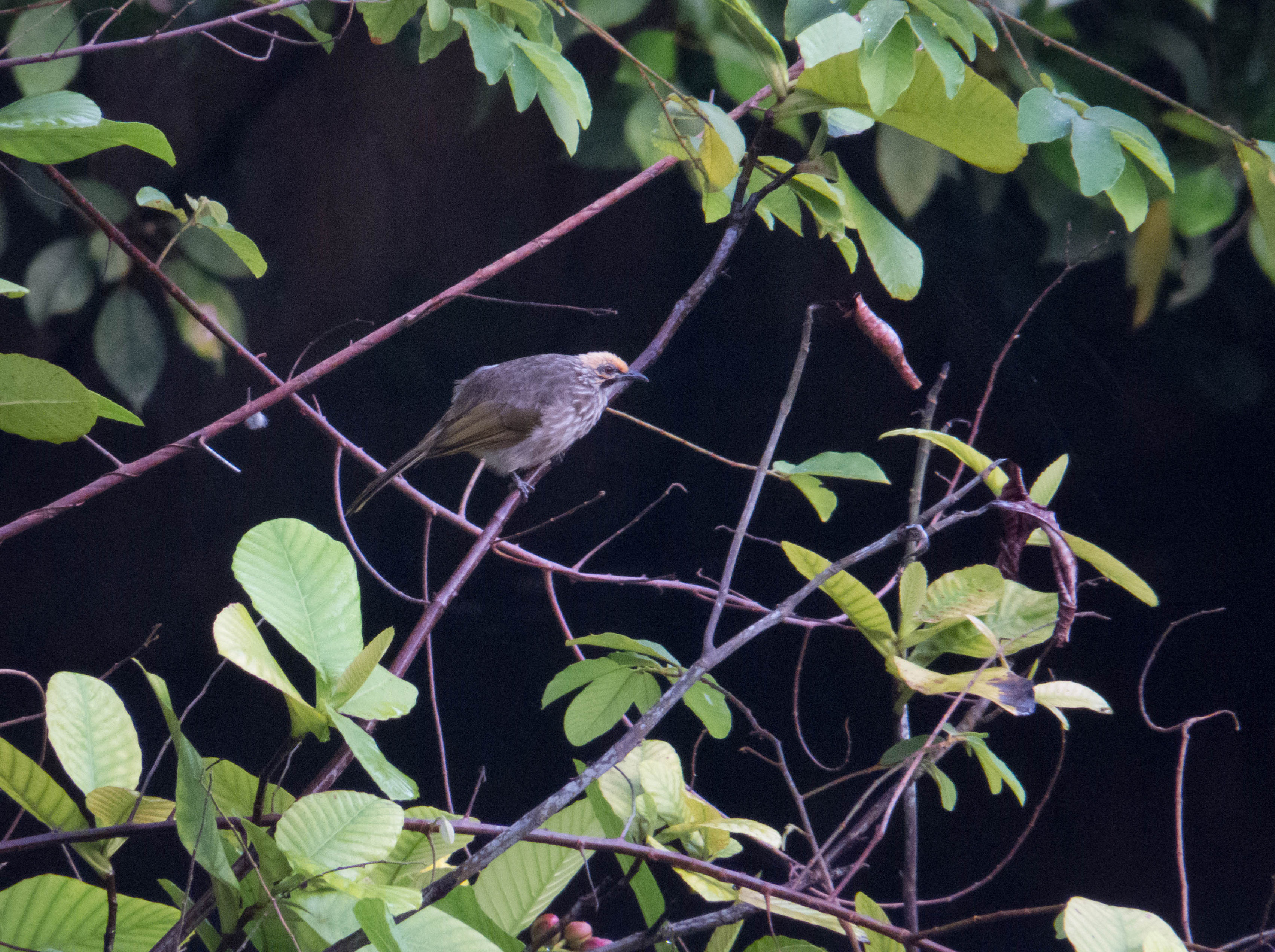 straw headed bulbul_Tok Yin Xin