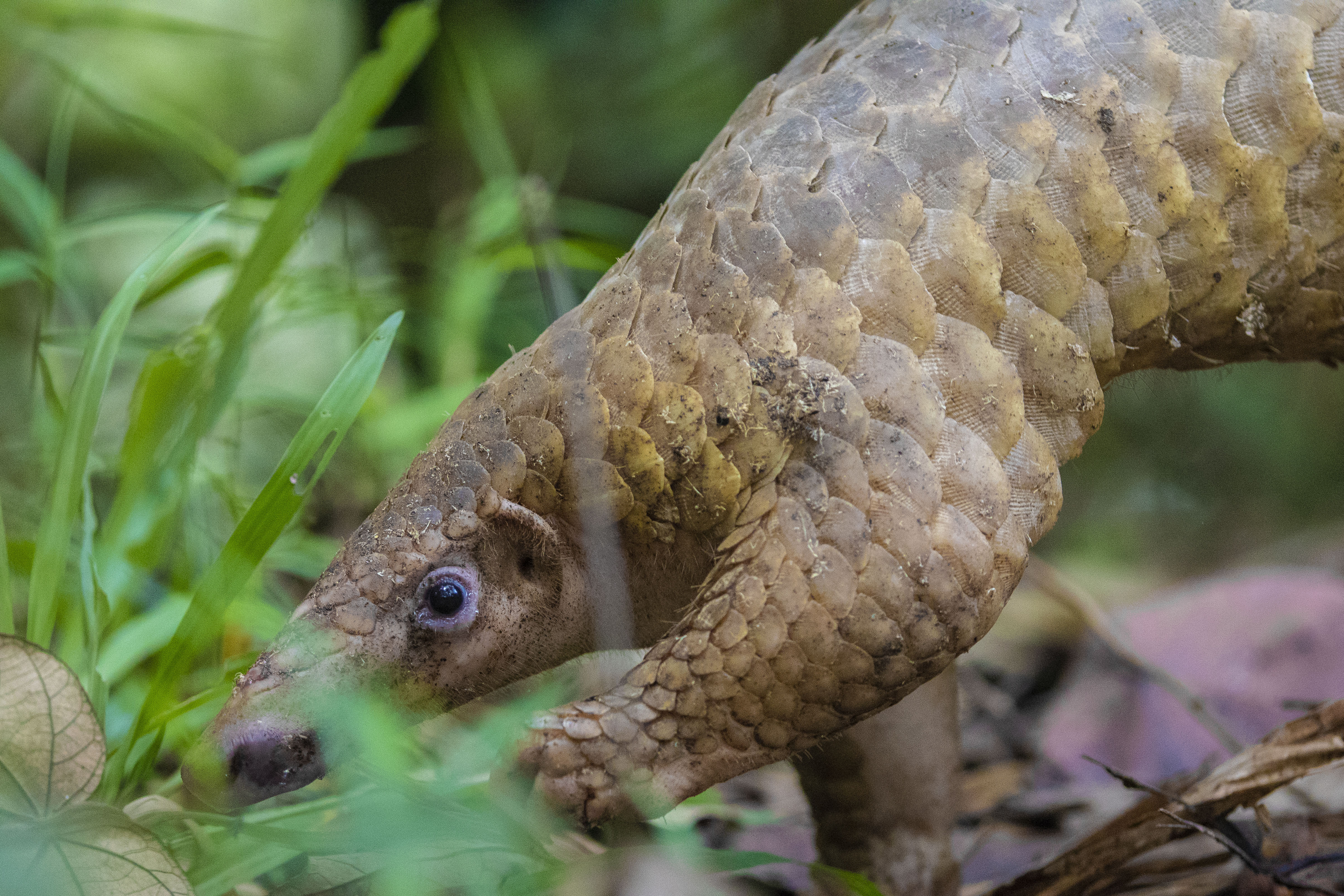 Sunda Pangolin_Bryan Lim