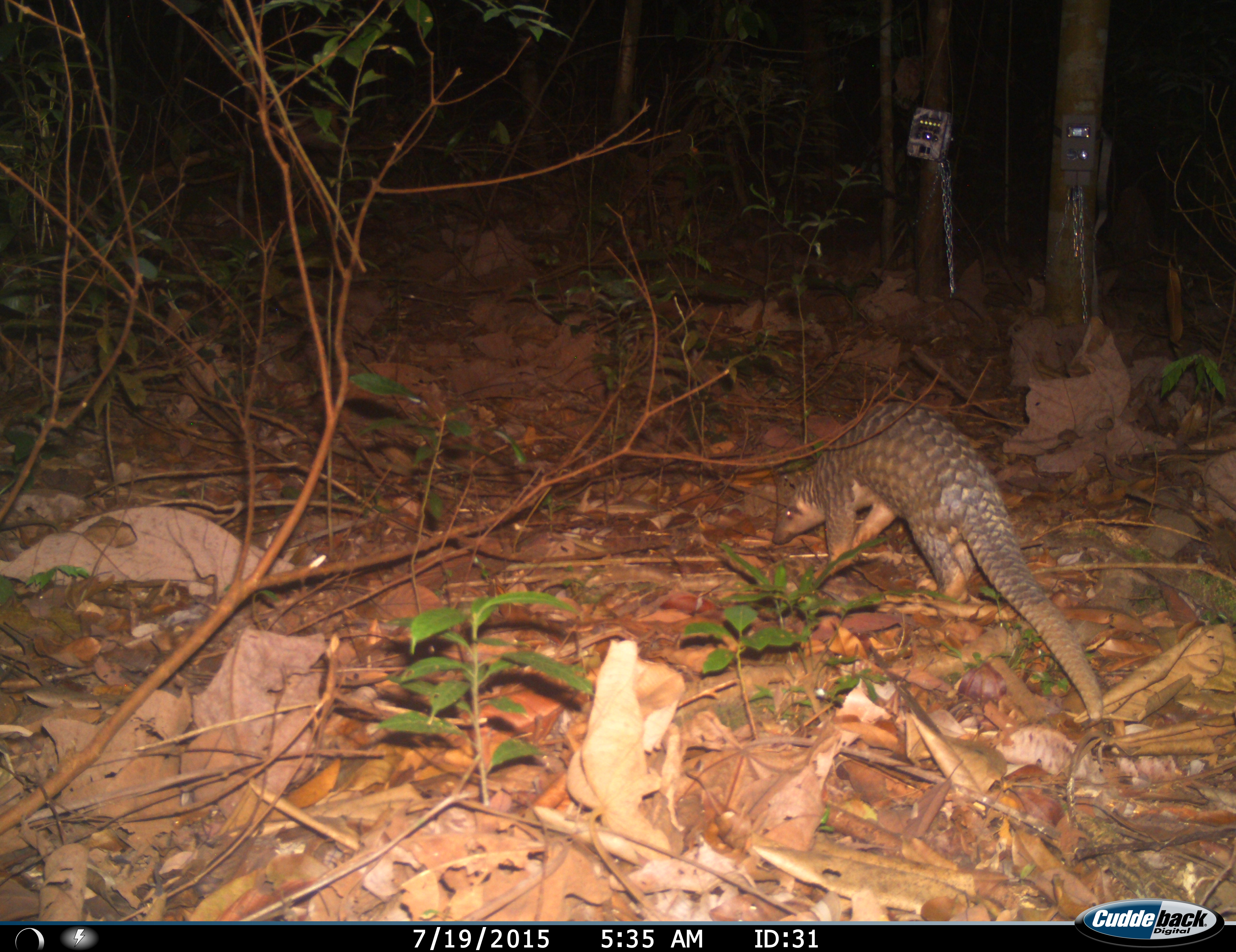 Sunda Pangolin_CameraTrap_WildlifeManagement