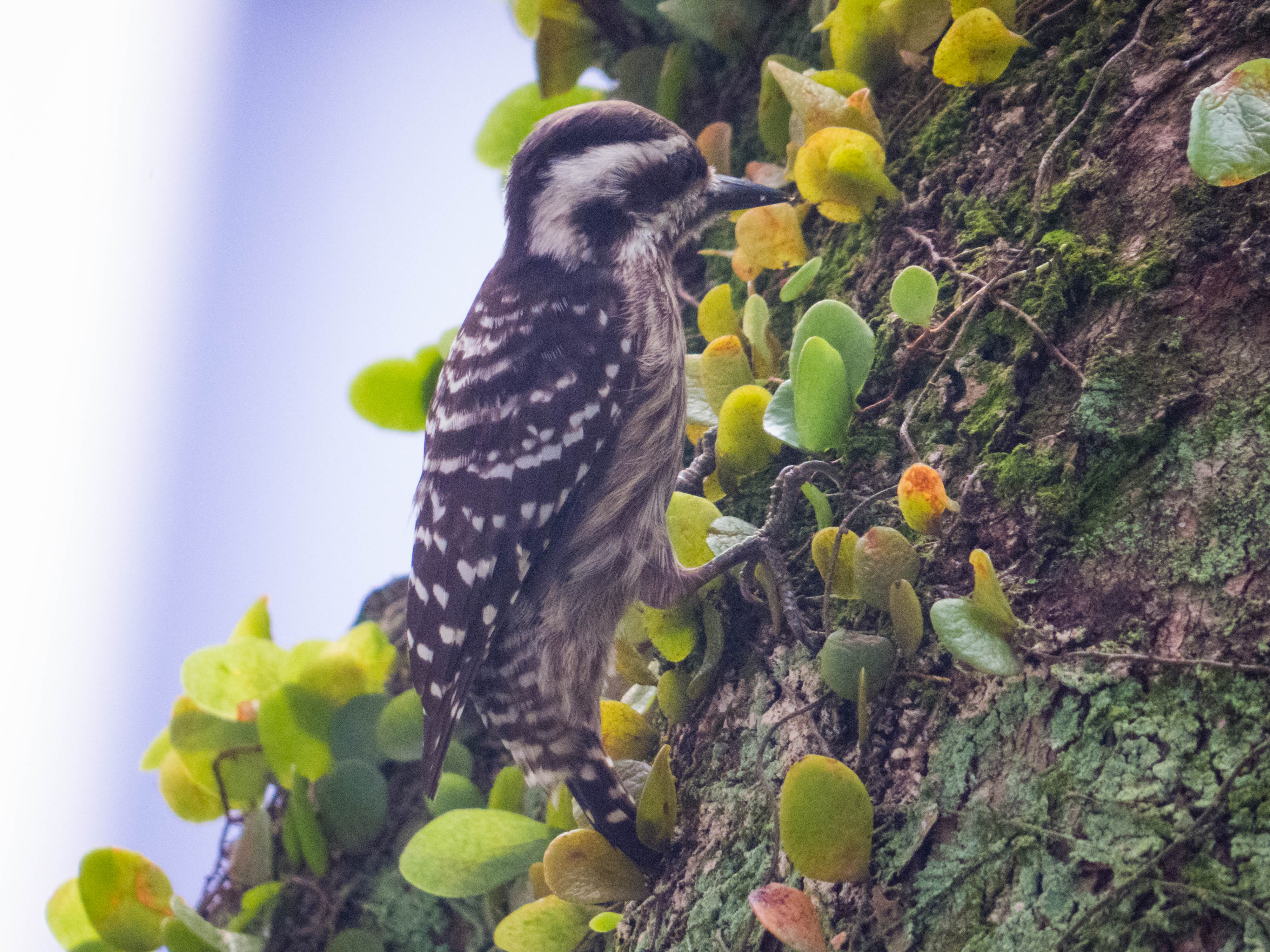 Sunda Pygmy Woodpecker_Tok Yin Xin