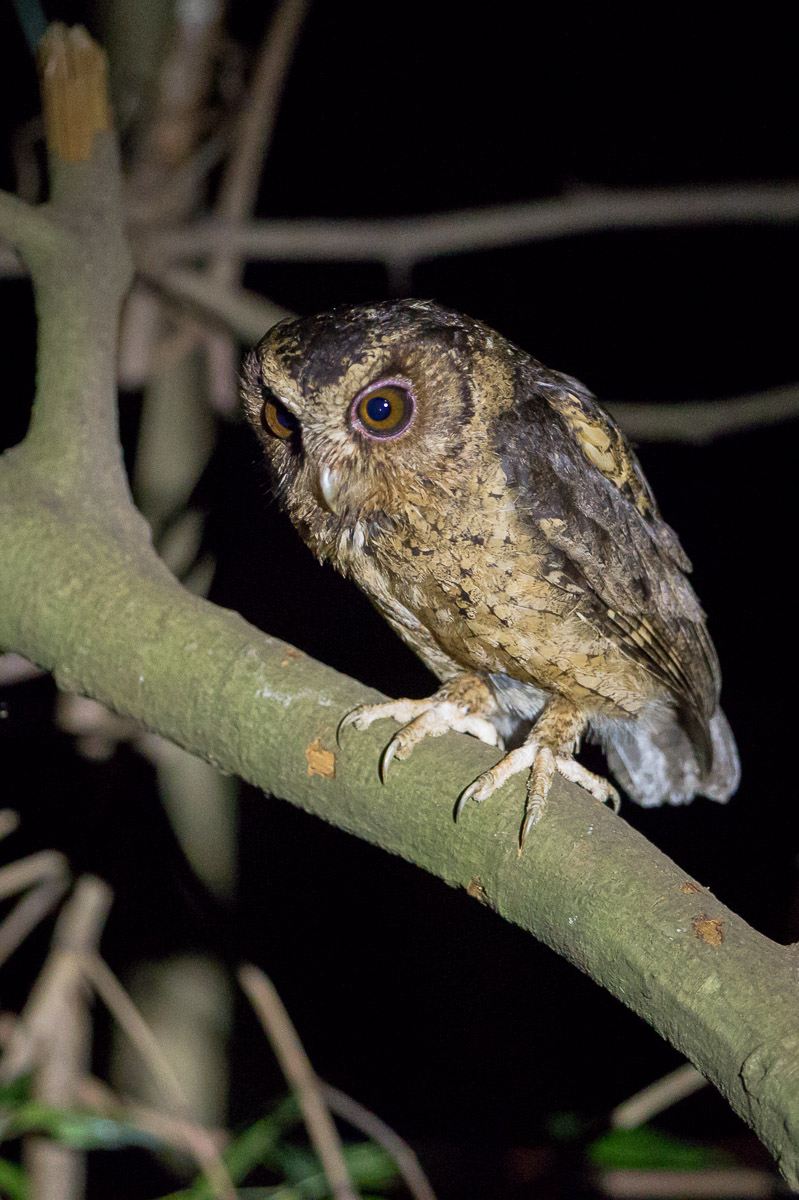 Sunda Scops Owl-FYAP9678-110EOS1D-120503