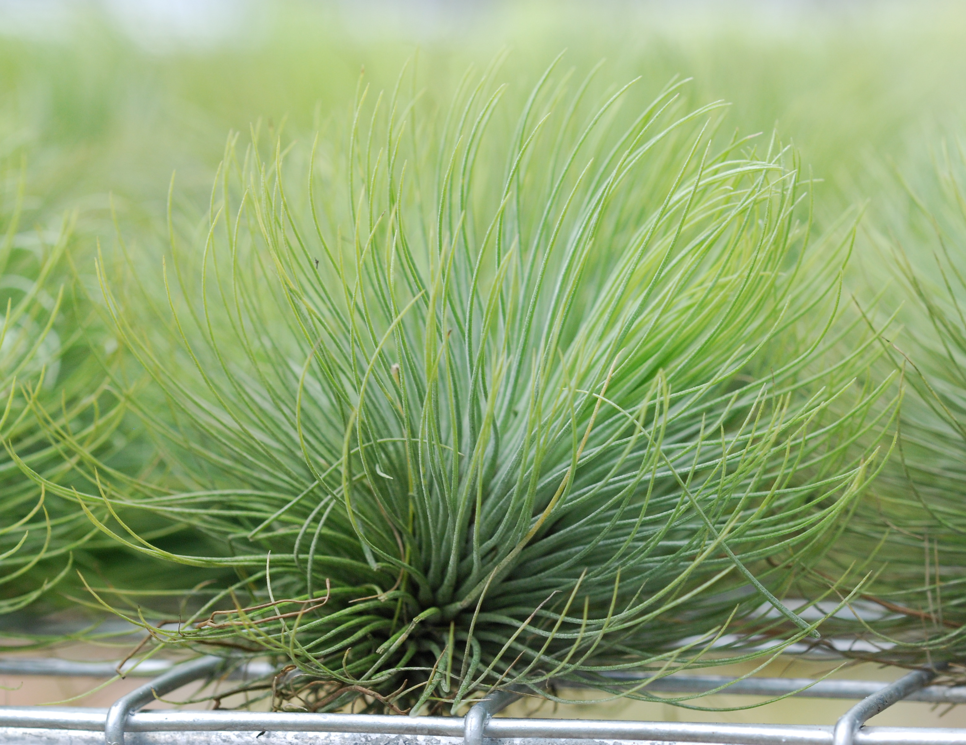 Tillandsia andreana_ 2_ Charis Chiang_ plant