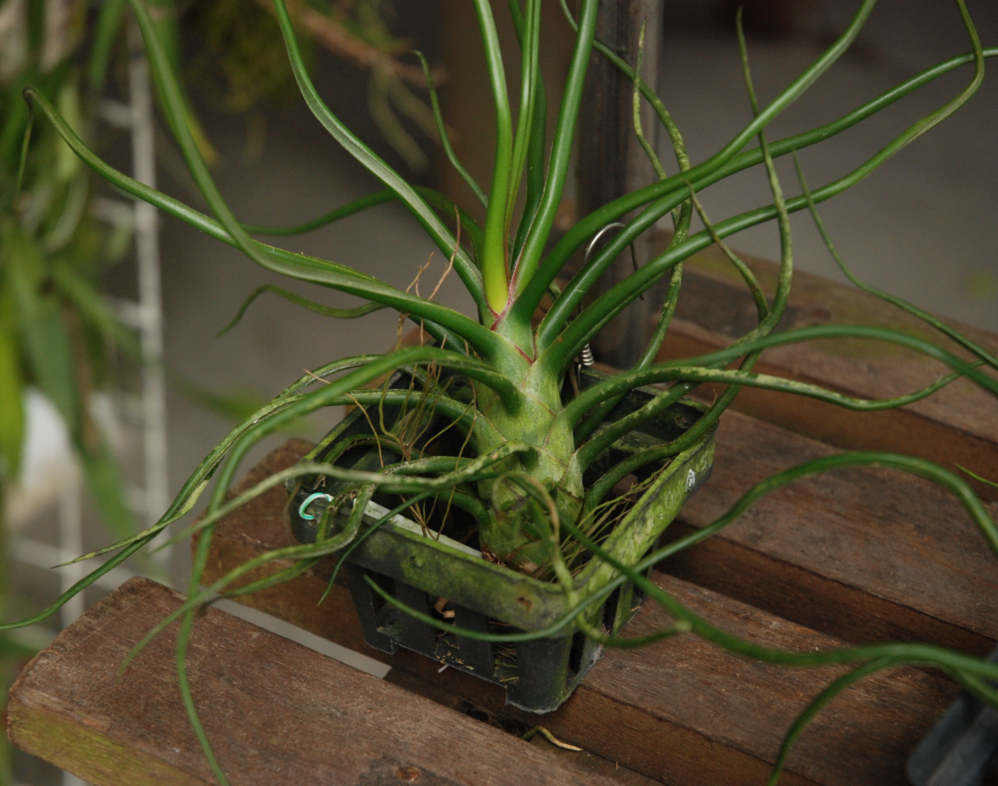 Tillandsia bulbosa_ 2_ Charis Chiang_ foliage