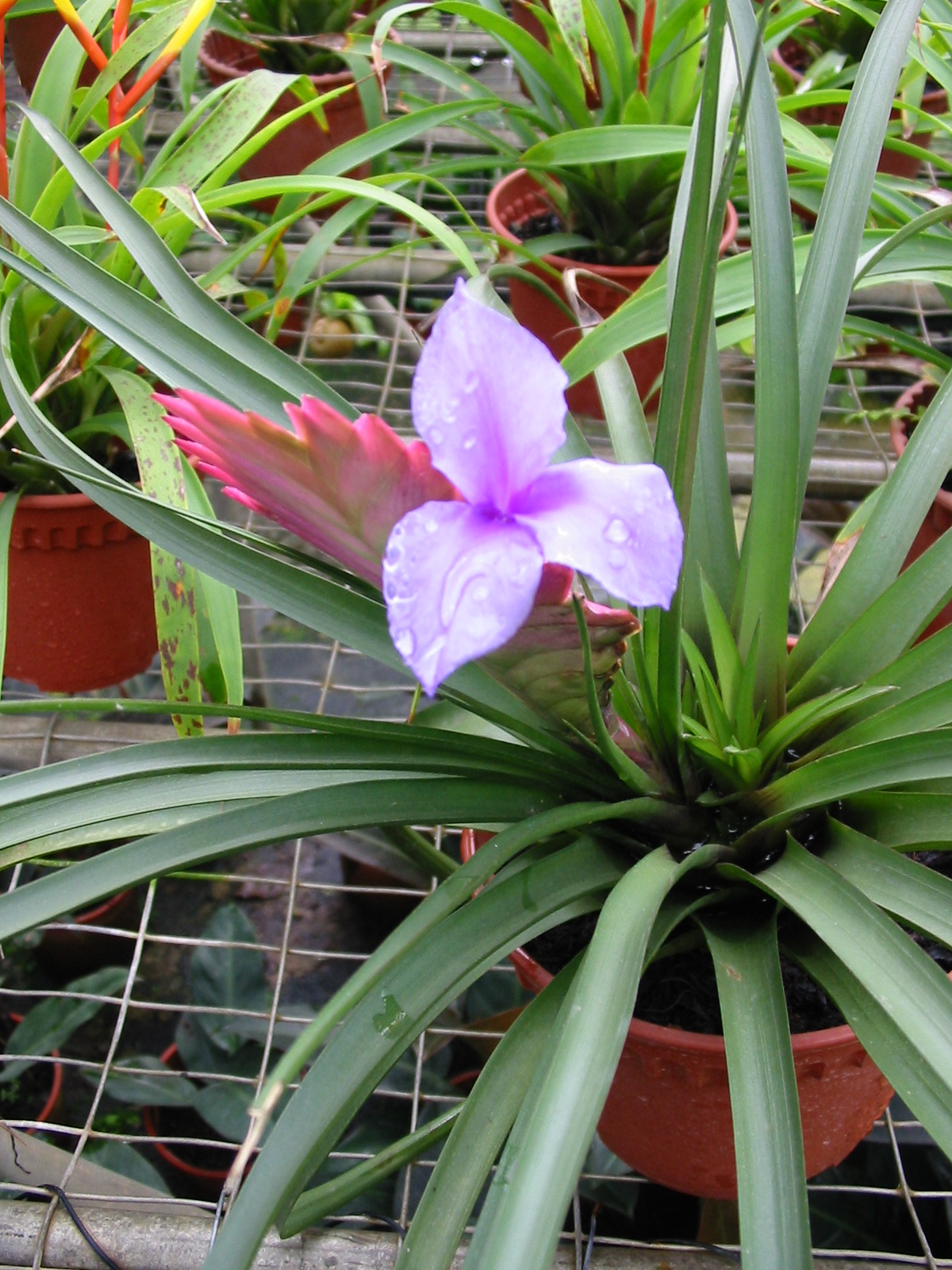 Tillandsia cyanea_1_ Boo Chih Min_ flower