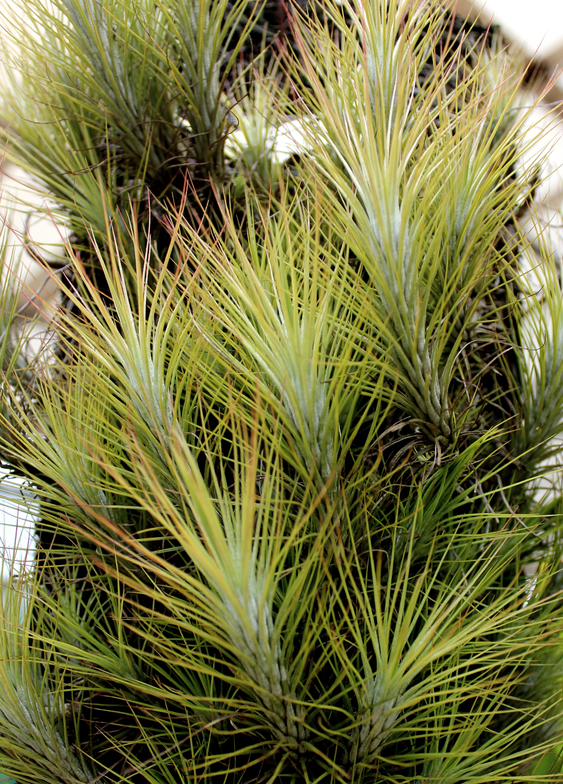 Tillandsia funckiana_2_ Jane Li_ plant